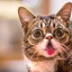 Illustration for article titled At Last We Have a Scientific Explanation for Cat Pictures